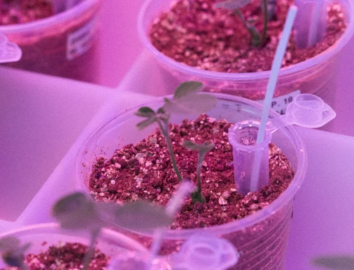 Mudas de planta